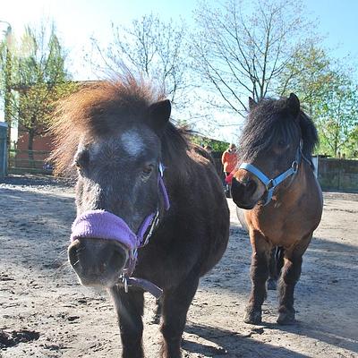 Hamme An paardencoach 27-07/2026 Samen met paarden