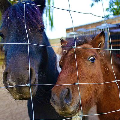 Dentergem 06-07-2026 Groeikamp met pony's