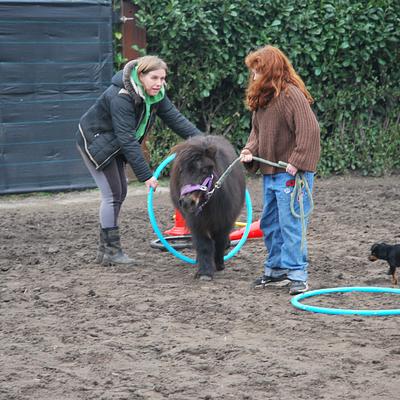 Hamme An Paardencoach 16-02-2026 Sta sterk in je schoenen