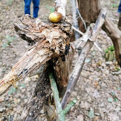 Stekene De Eetbare Bostuin 24-07-2026 Kunst in de natuur